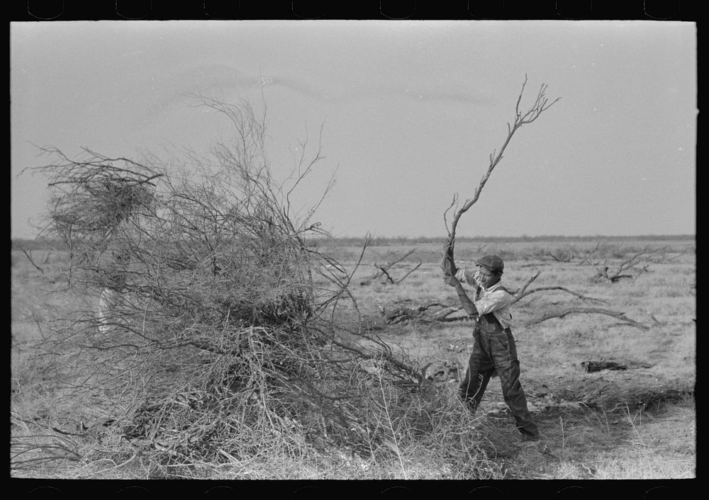 Piling mesquite in process of clearing land, El Indio, Texas by Russell Lee