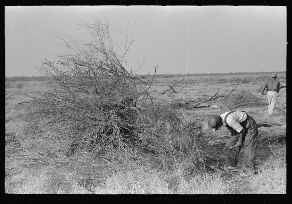 [Untitled photo, possibly related to: Burning mesquite in process of clearing land, El Indio, Texas] by Russell Lee