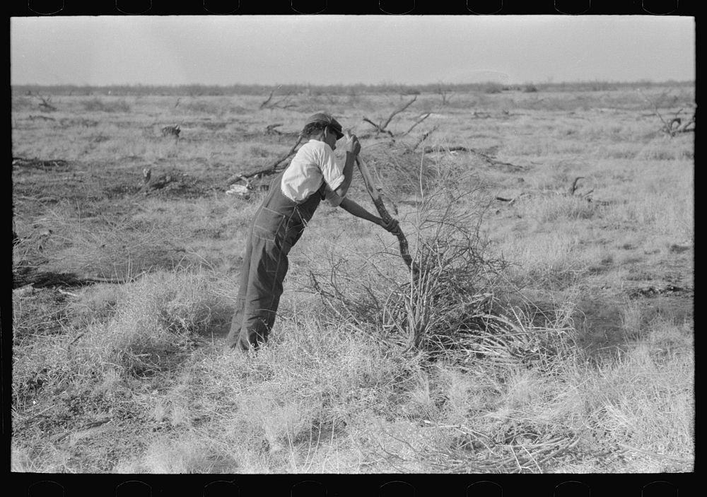 [Untitled photo, possibly related to: Carrying mesquite to be burned in process of clearing land, El Indio, Texas] by…