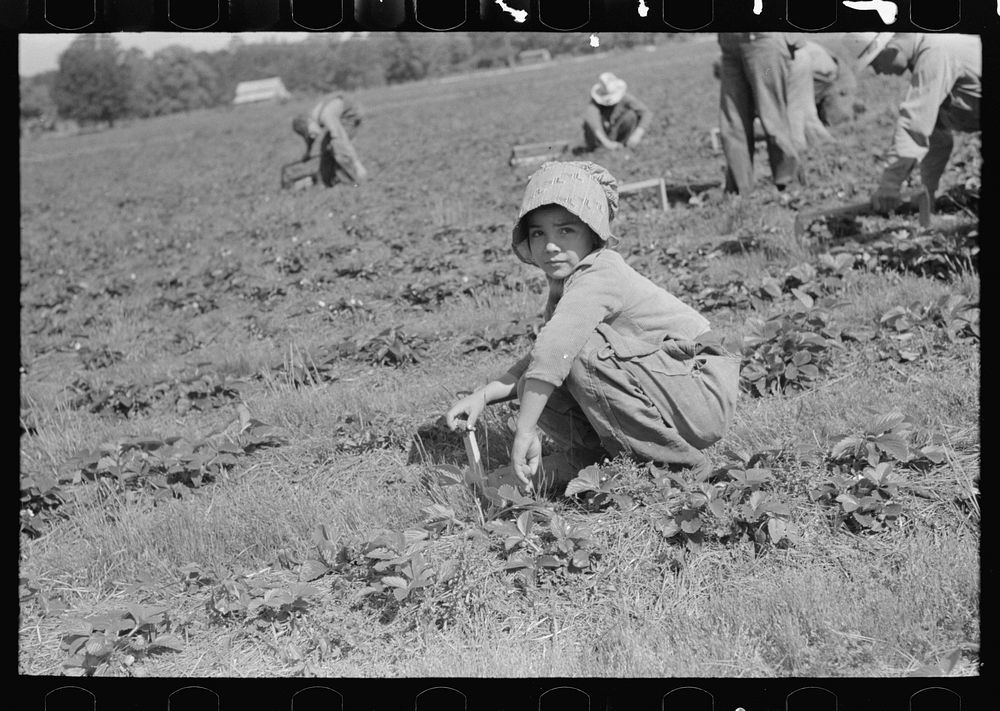 Child of white migrant strawberry picker, Hammond, Louisiana by Russell Lee