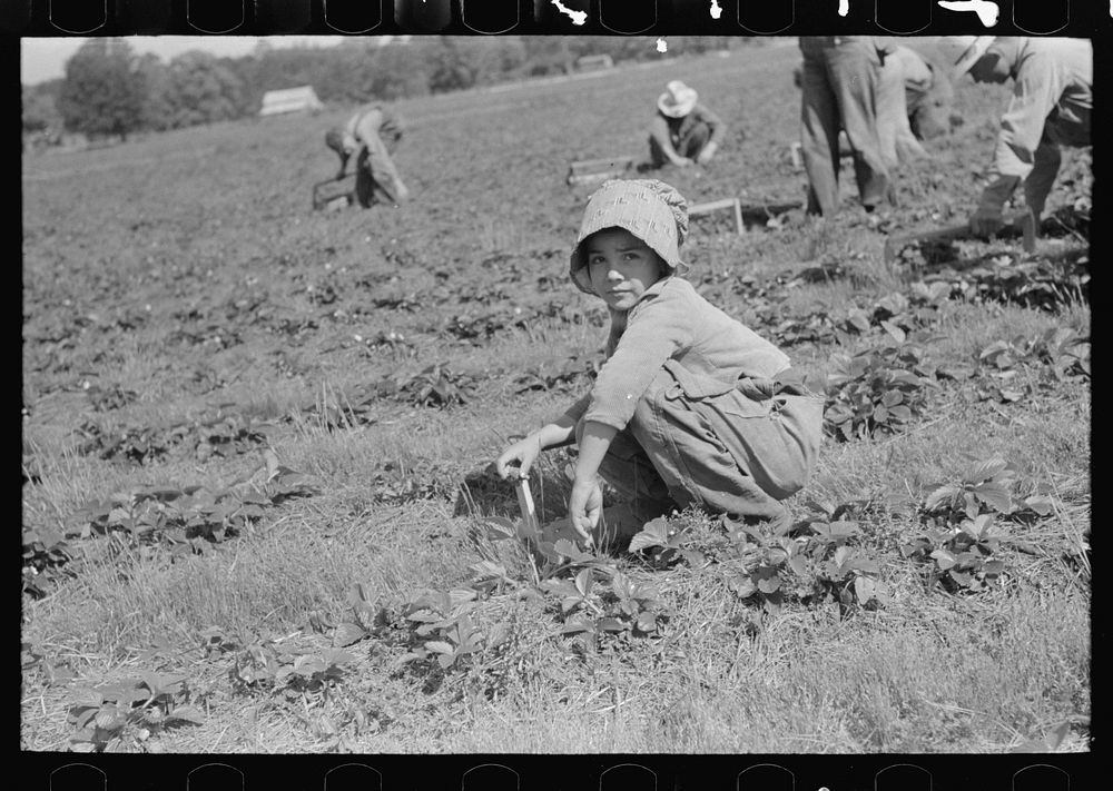 Child white migrant strawberry picker, | Free Photo - rawpixel