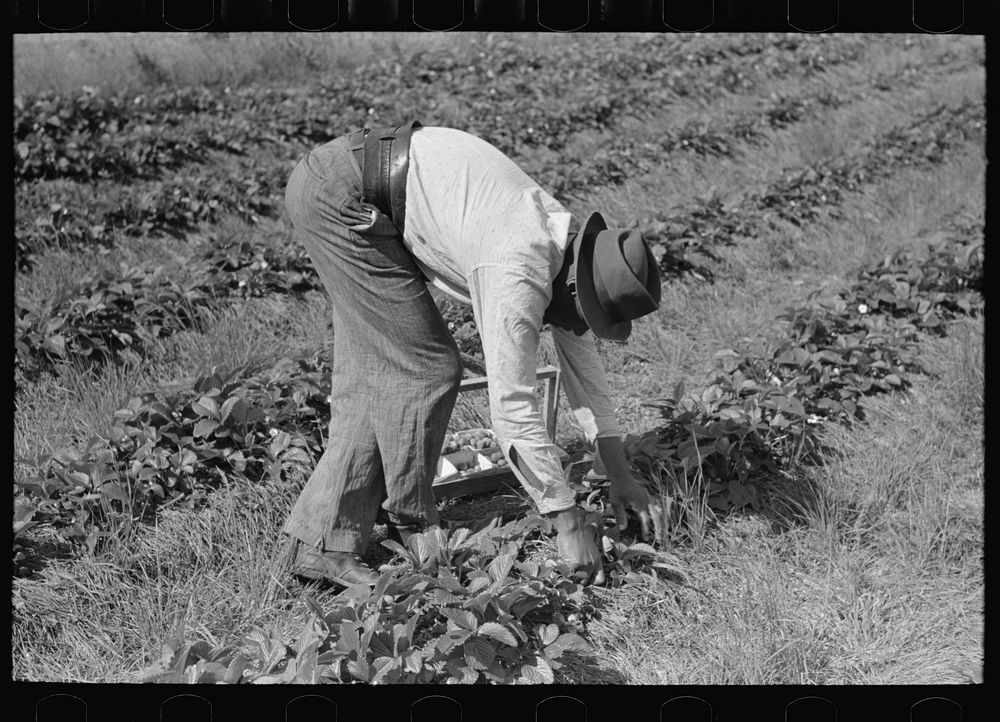 Colored intrastate migrant worker picking strawberries near Hammond, Louisiana by Russell Lee