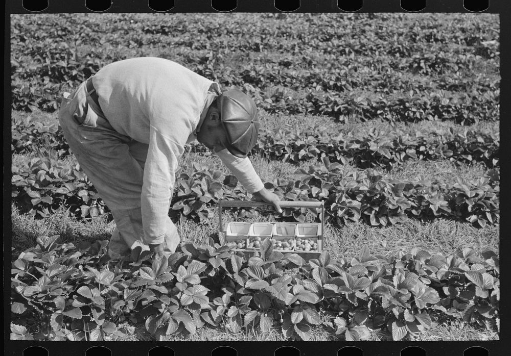  intrastate migrant boy picking strawberries near Hammond, Louisiana by Russell Lee