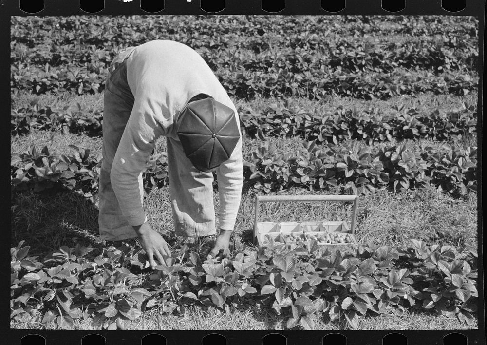 [Untitled photo, possibly related to:  intrastate migrant boy picking strawberries near Hammond, Louisiana] by Russell Lee