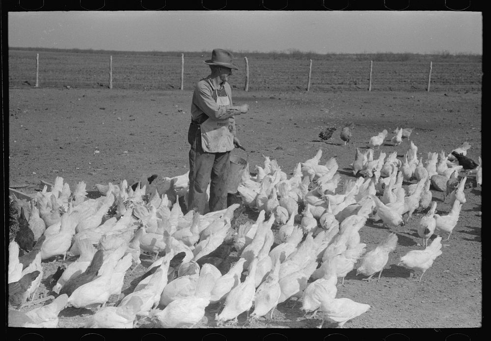 [Untitled photo, possibly related to: Mr. Ernest Milton, pioneer at El Indio, Texas, feeding his chickens] by Russell Lee