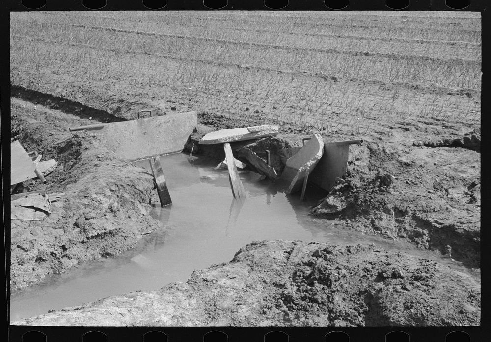 [Untitled photo, possibly related to: Irrigation in the onion fields near Eagle Pass, Texas] by Russell Lee