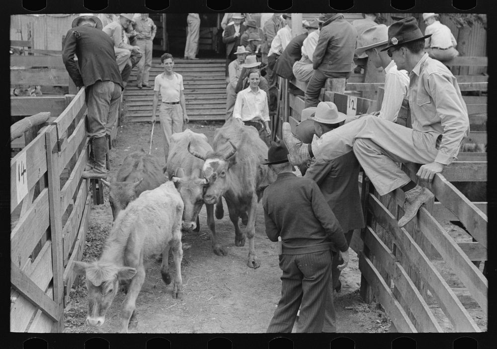 Cattle coming down runway between pens, auction yard, San Augustine, Texas by Russell Lee