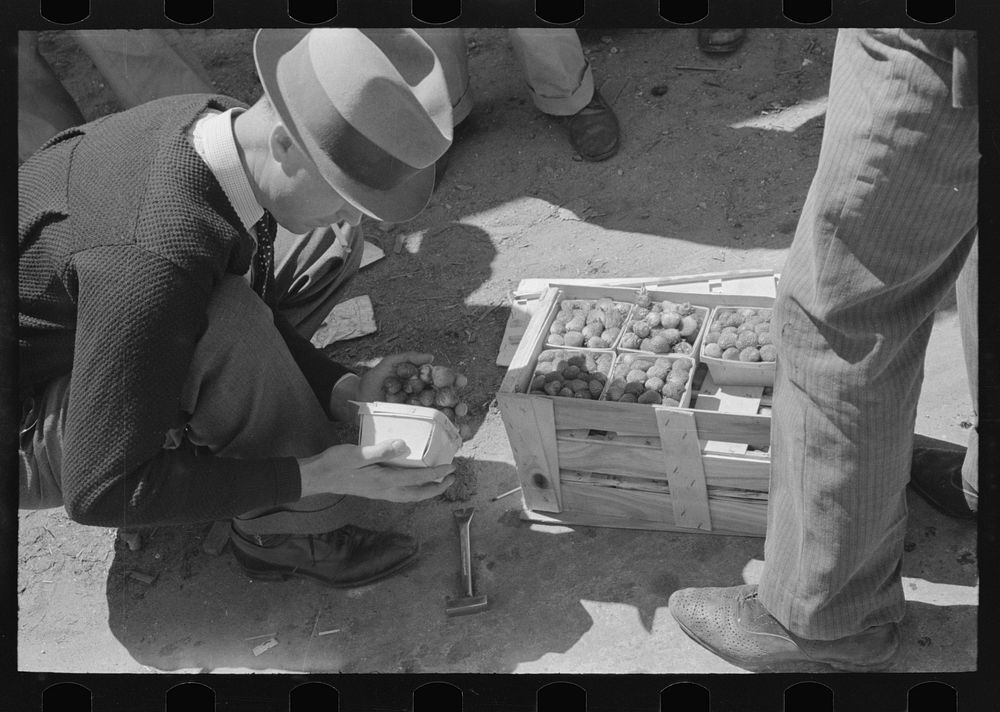 Federal inspection of strawberries, Hammond, Louisiana by Russell Lee