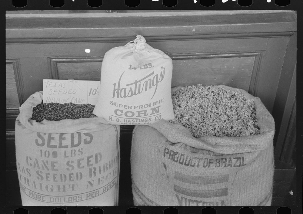 Cane, corn and cotton seed displayed for sale for seed purposes. These are the main crops of San Augustine County, Texas by…