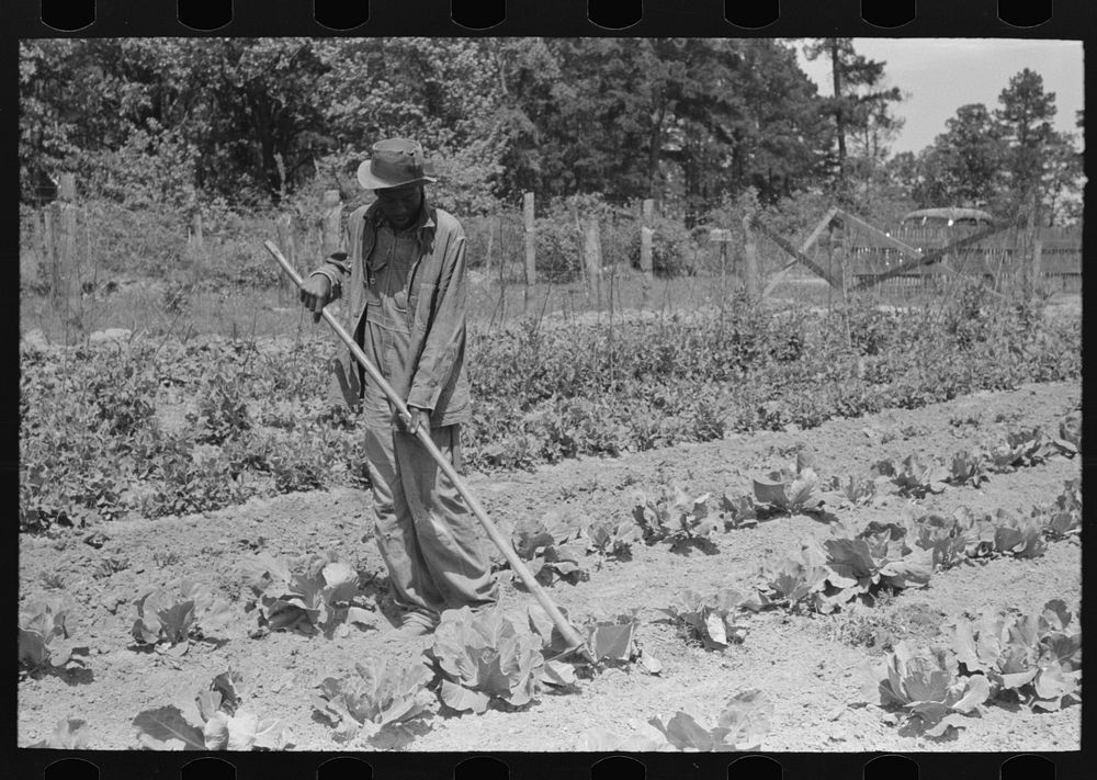 FSA (Farm Security Administration) client hoeing garden, Sabine Farms, Marshall, Texas by Russell Lee