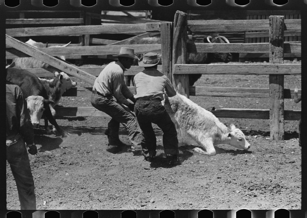 [Untitled photo, possibly related to: Holding down calf in corral during branding operations. Ranch near Maria, Texas] by…