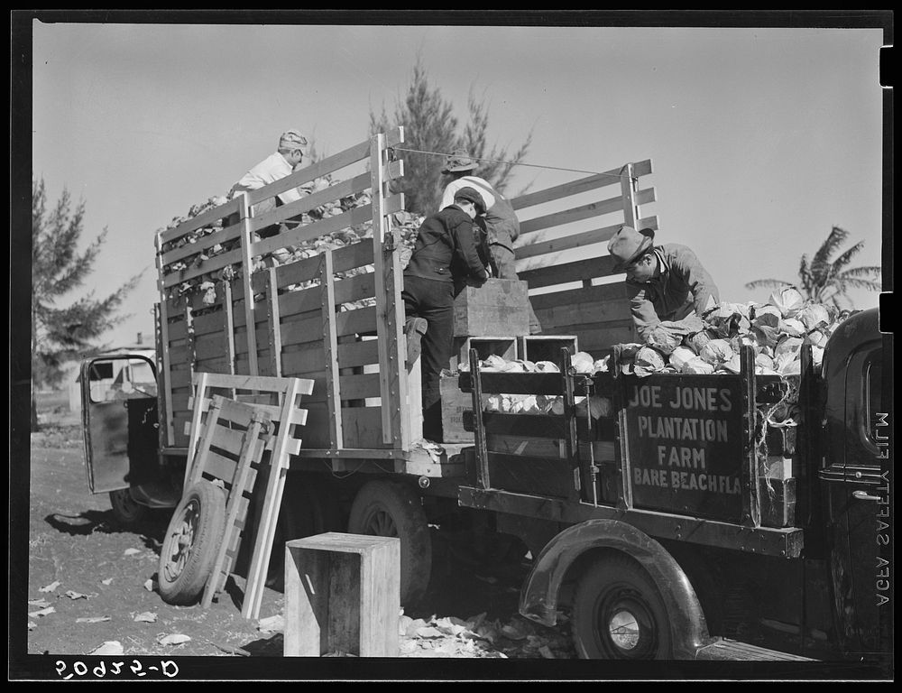 [Untitled photo, possibly related to: Truck farmer from North Carolina loading his cabbages. Belle Glade, Florida]. Sourced…