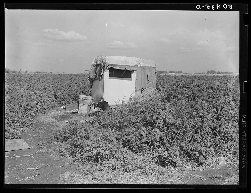 [Untitled photo, possibly related to: Migrant packinghouse laborer's homemade trailer home. Belle Glade, Florida. They are…