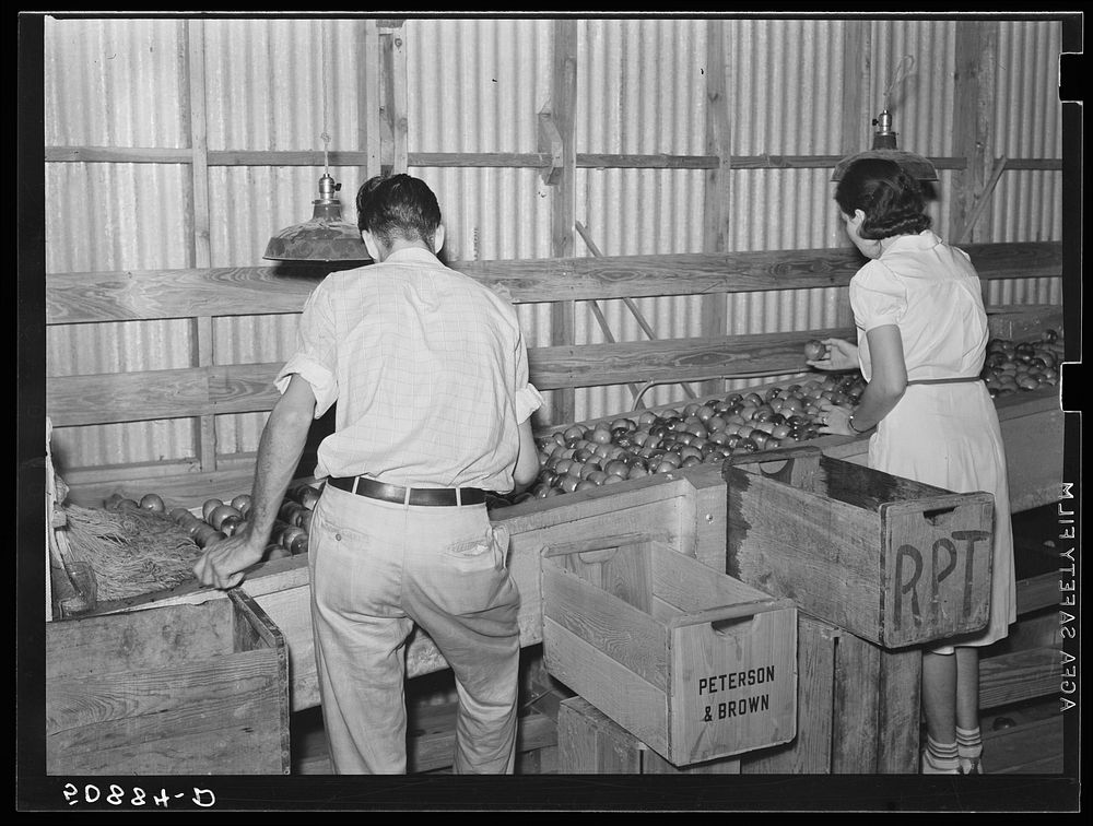 Migrant laborers washing and selecting tomatoes in the packinghouse. Homestead, Florida. Sourced from the Library of…
