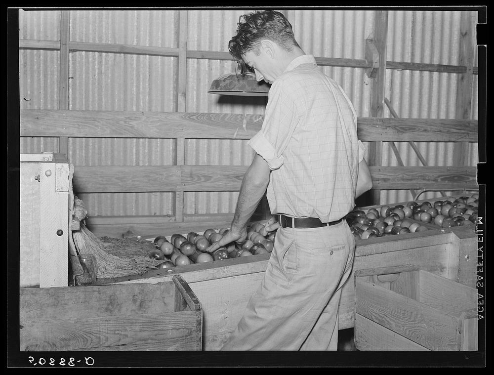 Migrant laborer washing and selecting tomatoes in the packinghouse. Homestead, Florida. Sourced from the Library of Congress.