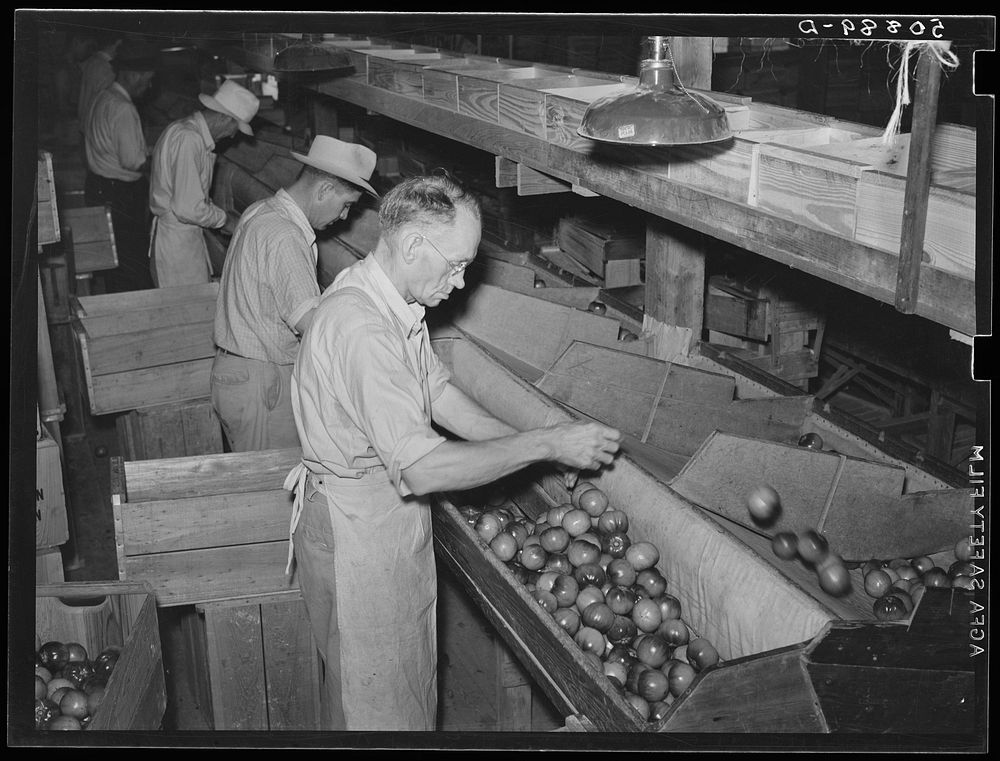 Migrant workers grading tomatoes in the packinghouse. Homestead, Florida. Sourced from the Library of Congress.
