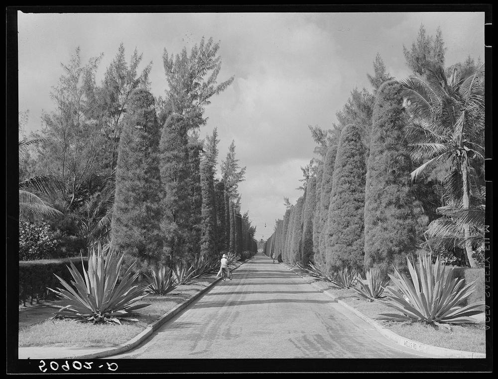 Wells Road, Palm Beach, Florida. Sourced from the Library of Congress.