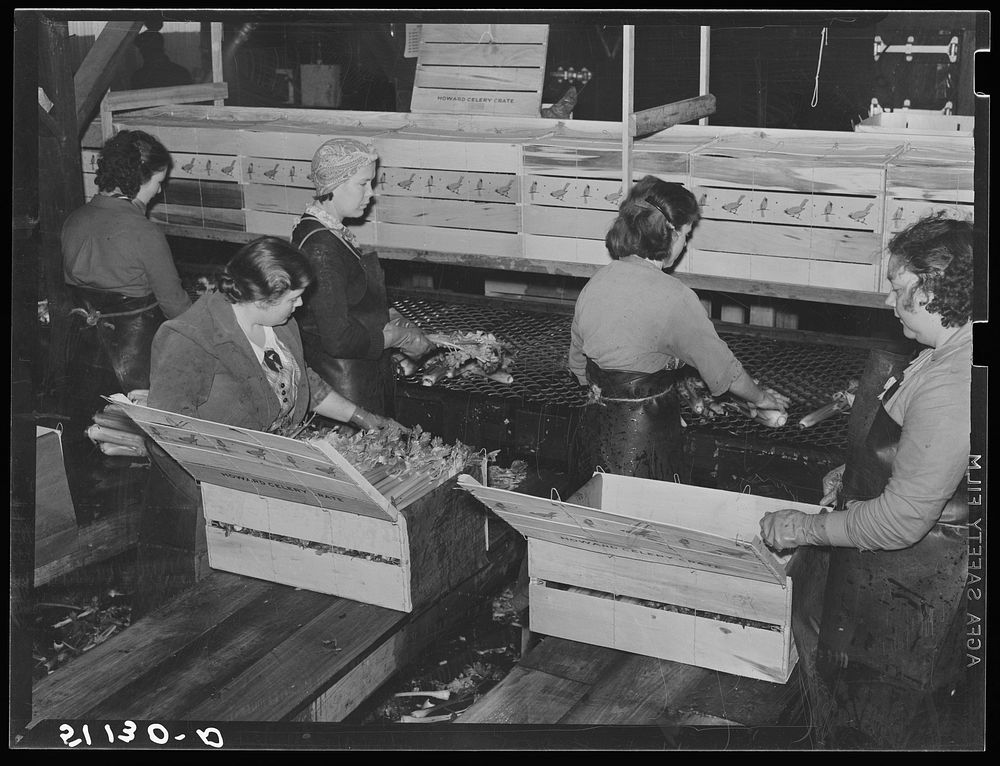 Migratory packinghouse workers crating celery. The amount of work depends on quantity of produce available. If many…