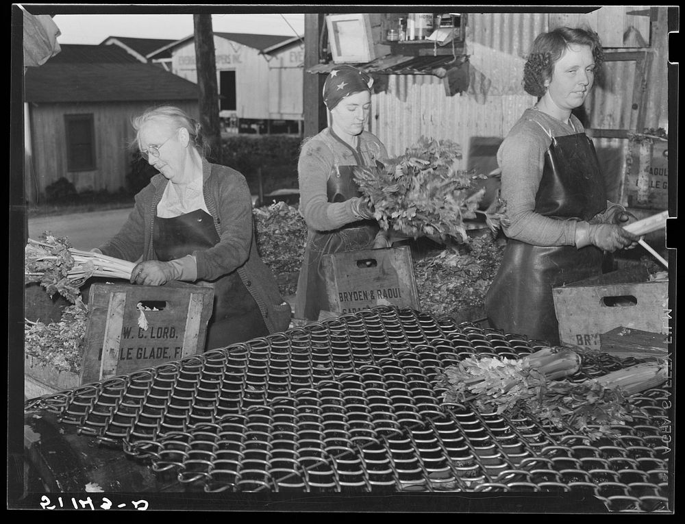 Migrant packinghouse workers crating celery. The amount of work depends on quantity of produce available. If many truckloads…