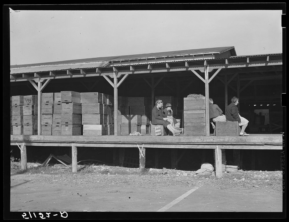 Migrant packinghouse workers waiting around for work. Amount of work depends on quantity of produce available. If many…