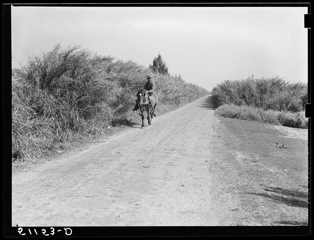 Swamp cane along canals near migrant laborer's camps. Belle Glade, Florida. Sourced from the Library of Congress.