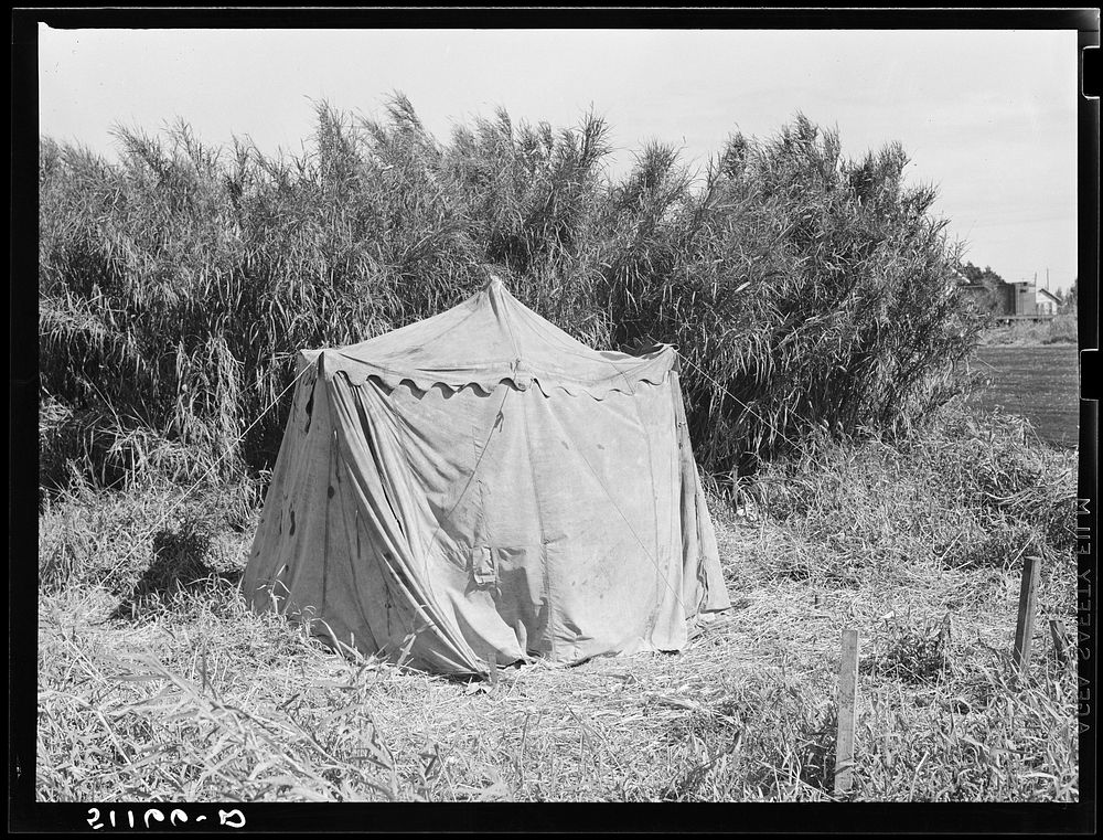Migratory packinghouse workers camp in swamp cane near Lake Harbor, Florida. Sourced from the Library of Congress.