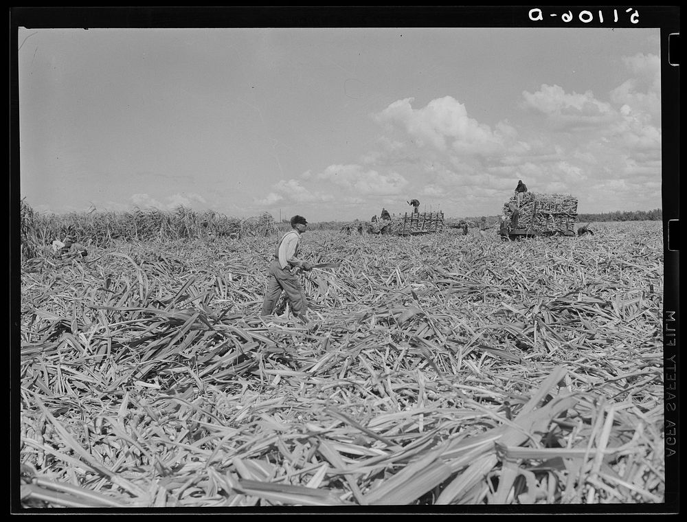 Harvesting sugarcane. Loading cars to be taken to the mill for USSC (United States Sugar Corporation). Clewiston, Florida.…