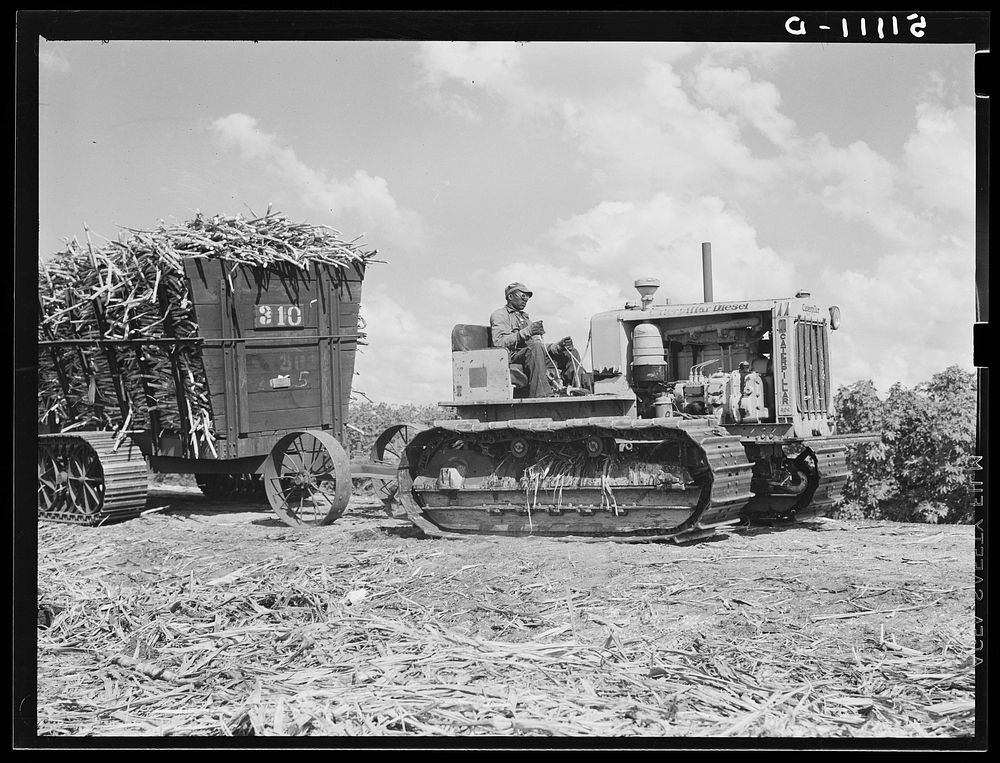 Sugarcane being hauled from the fields to railroad cars for transportation to USSC (United States Sugar Corporation) mill.…