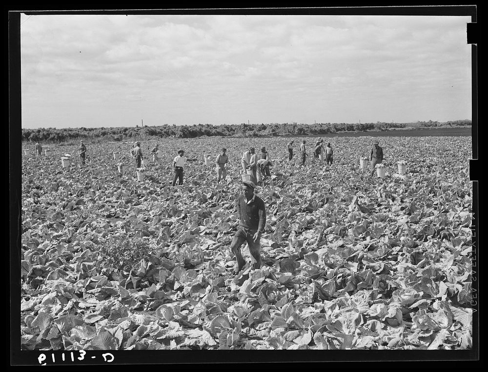 Cutting cabbages; some migrant labor. Near Lake Harbor, Florida. Sourced from the Library of Congress.