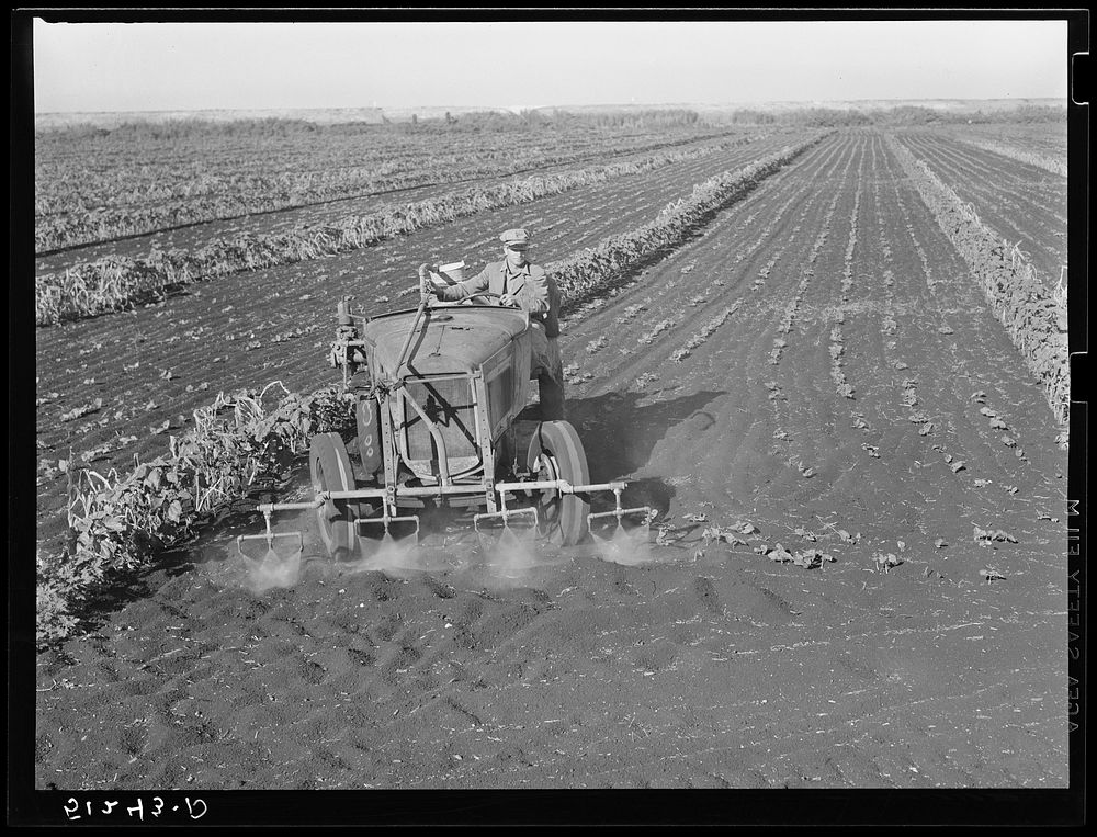Motor-driven sprayer machine used on large farms to feed beans through leaves and kill white fly. Around Lake Okeechobee…