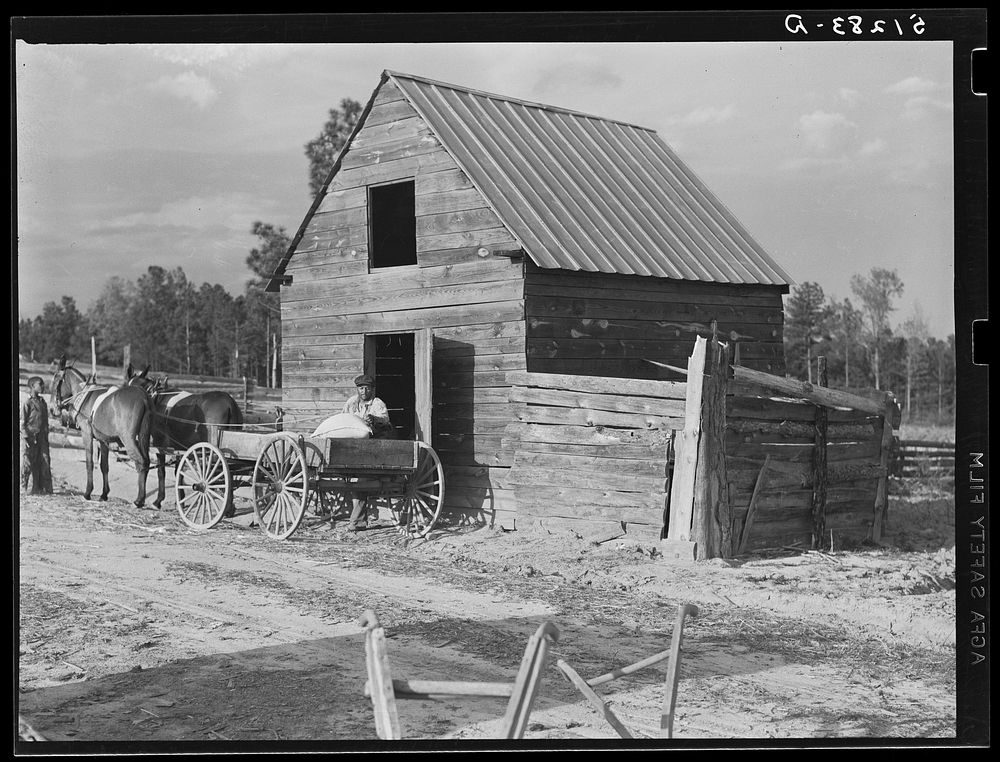 Colored tenant farmer taking home bags of fertilizer. Greene County, Georgia. Sourced from the Library of Congress.
