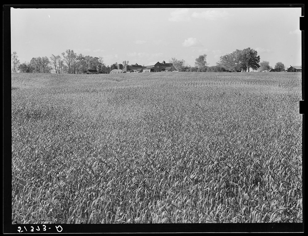 Wheat field on Taylor brothers' farm. One of largest and best in Greene County, Georgia. Sourced from the Library of…