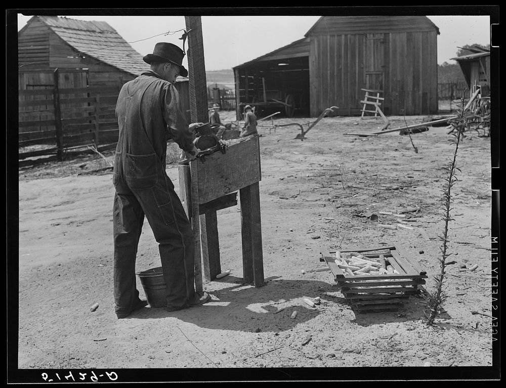 Mr. E.H. Wise, shelling corn, RR (Rural Rehabilitation)  family (see 51411-D). Coffee County, Alabama. Sourced from the…