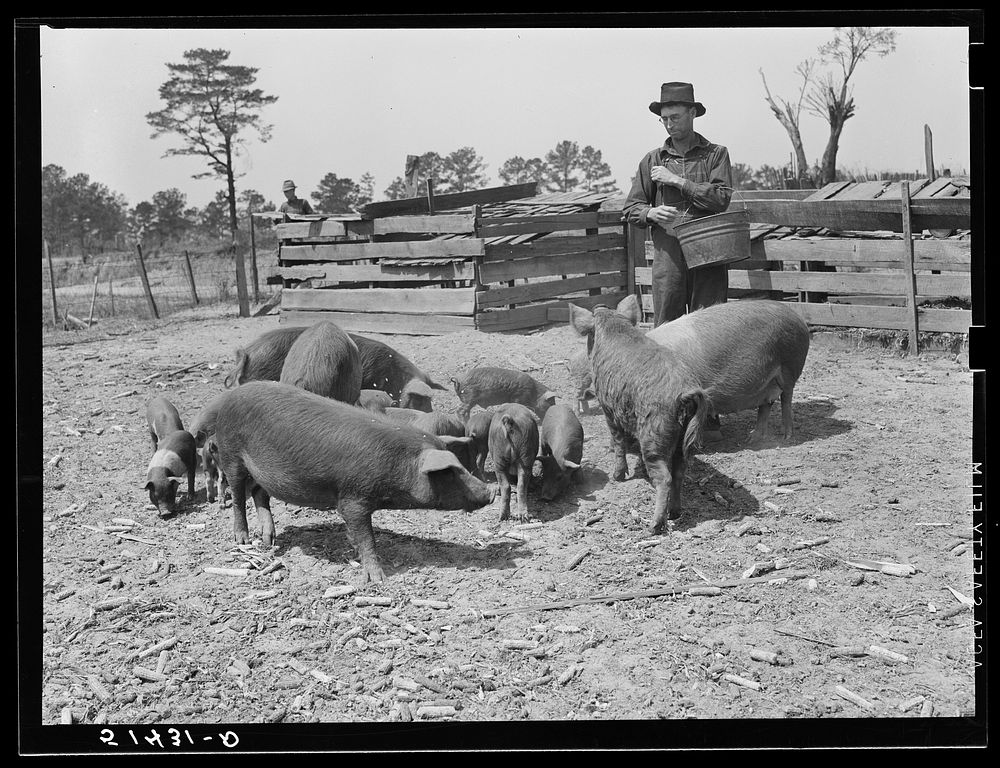Mr. E.H. Wise (RR--Rural Rehabilitation) with his hogs. Coffee County, Alabama. Sourced from the Library of Congress.