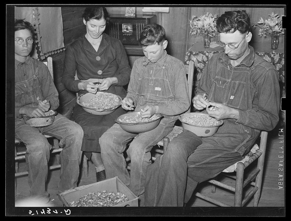 Mr. and Mrs. E.H. Wise, and sons shelling peanuts for planting this year. They shell about fifty bushels, the yearly task of…