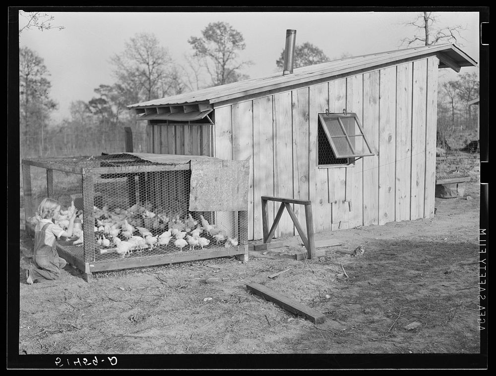 Project family's poultry house. Coffee County, Alabama. Sourced from the Library of Congress.