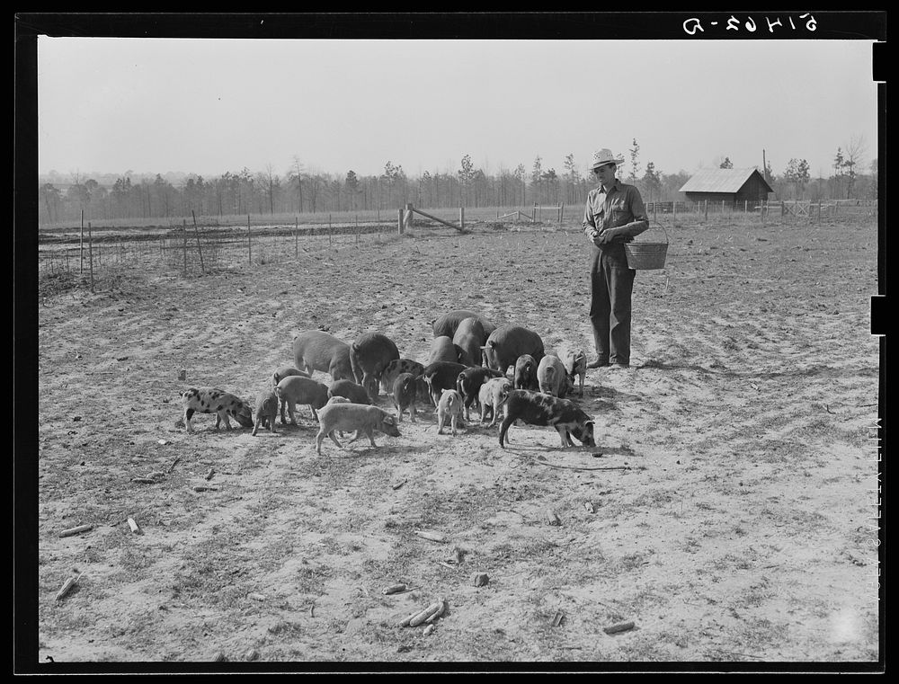 Mr. Jones (project family) and his hogs. Coffee County, Alabama. Sourced from the Library of Congress.