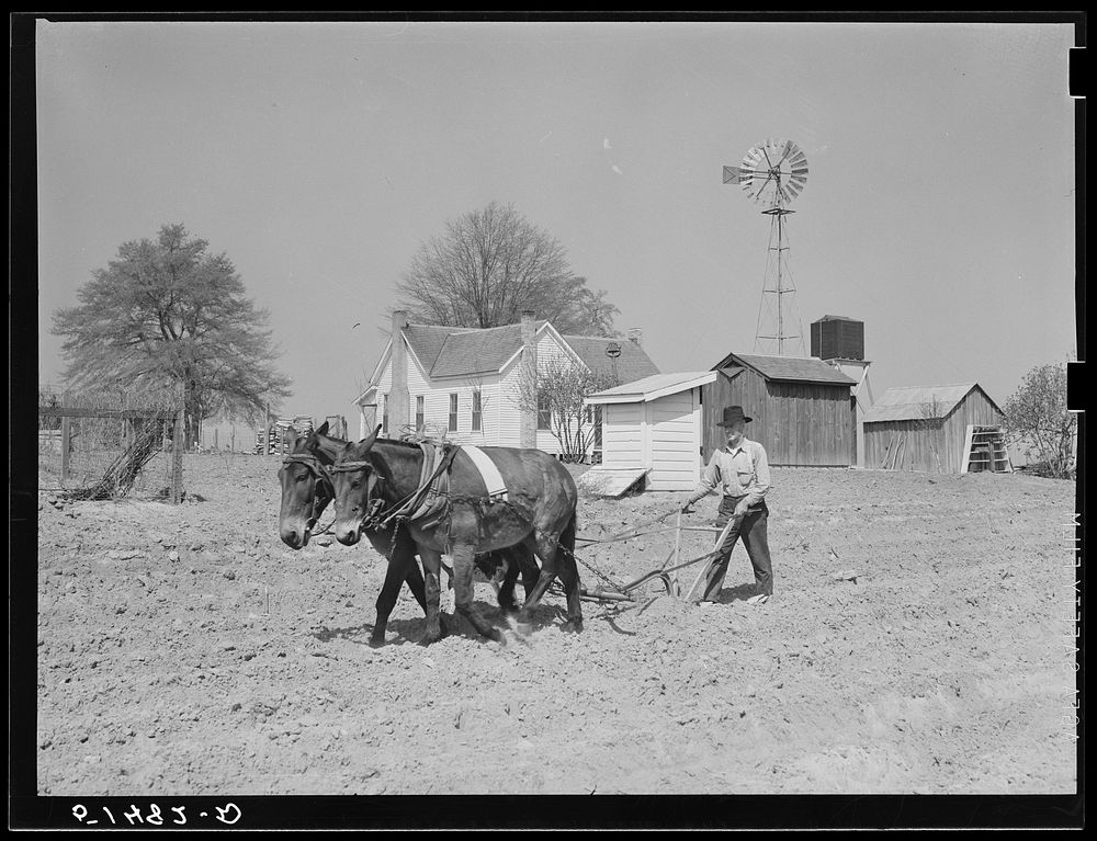 Mr. Watkins plowing. Coffee County, Alabama. Sourced from the Library of Congress.
