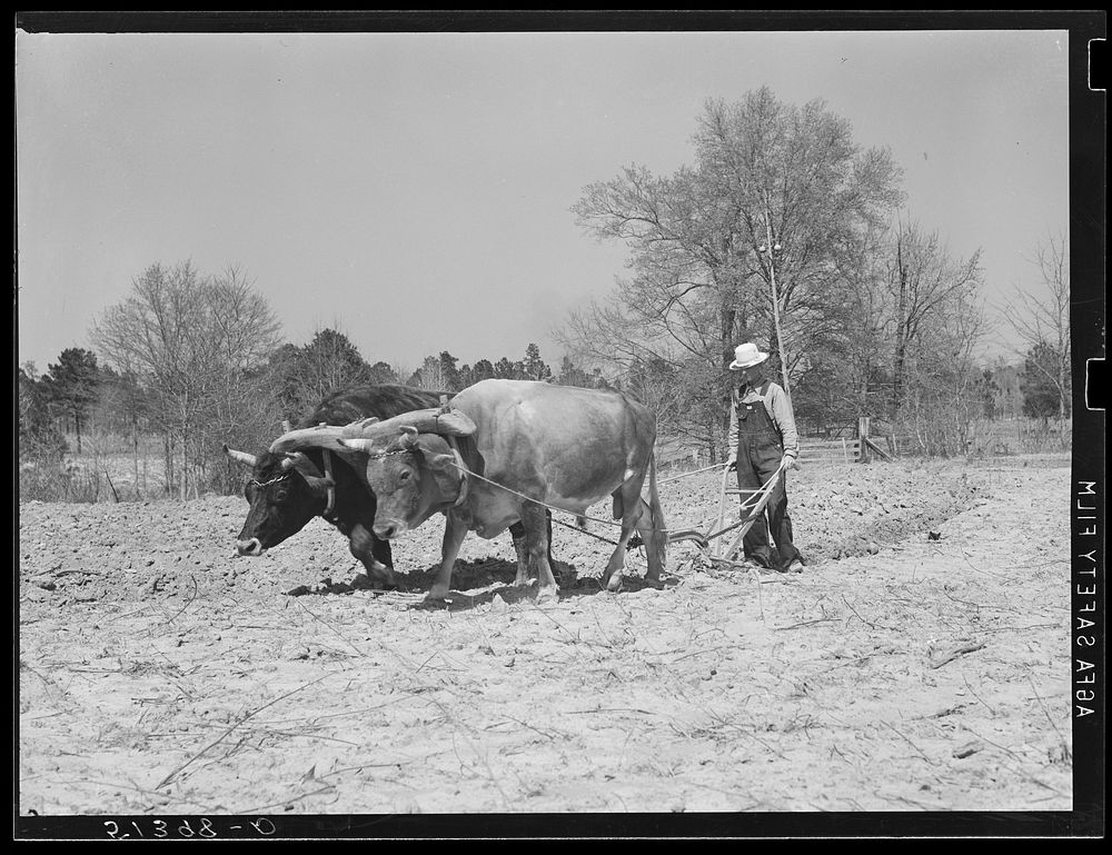 Mr. L.L. LeCompt and his oxen. He plows three oxen, prefers them to other workstock because they use less corn. He owns…