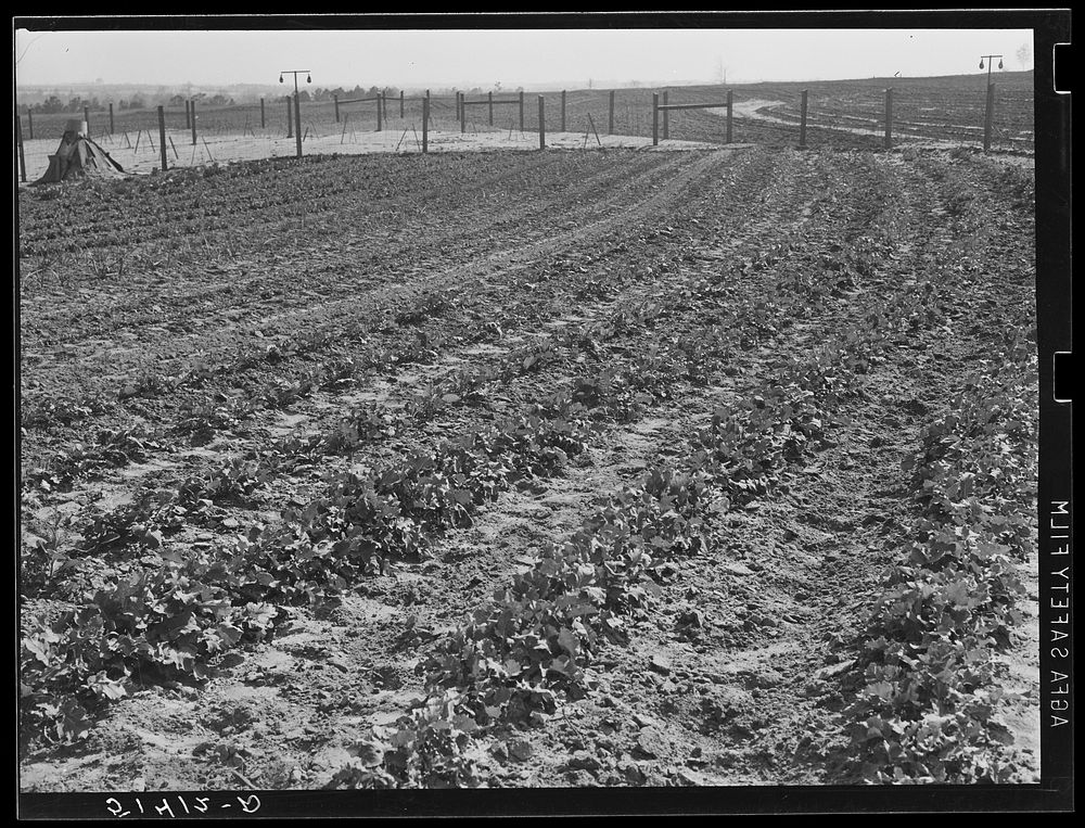 A better garden of project family. Coffee County, Alabama. Sourced from the Library of Congress.