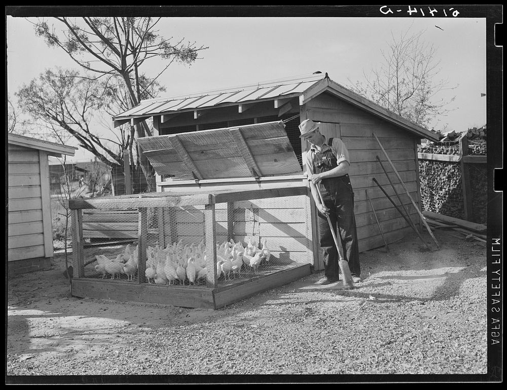 Chickens of projects family. Coffee County, Alabama. Sourced from the Library of Congress.