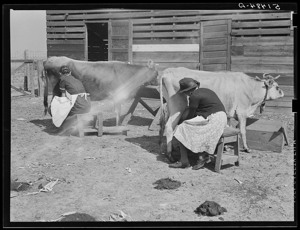 Mrs. Watkins milking cows. They sell from eight to ten pounds of butter each week. Coffee County, Alabama. Sourced from the…