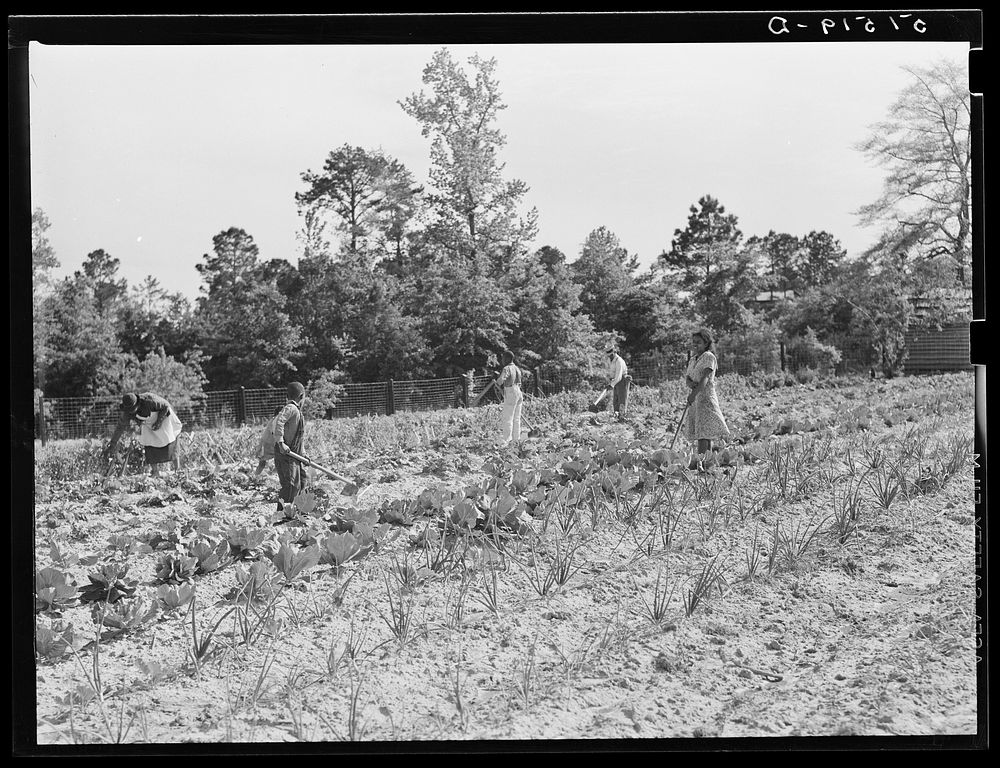 Mark and Angelina Parker and their family working in their home garden.  Gee's Bend, Alabama. Sourced from the Library of…