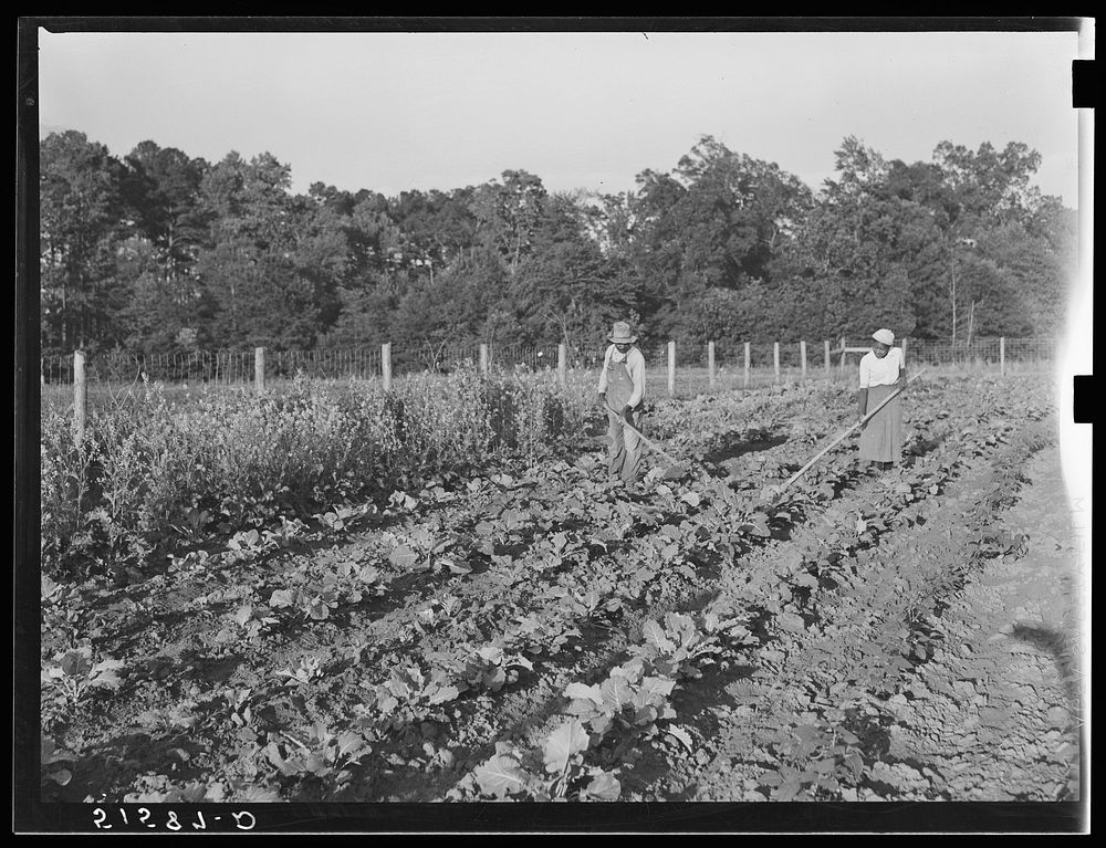 Mr. John Thomas and his daughter Louise working in their home vegetable garden. Flint River Farms, Georgia. Sourced from the…