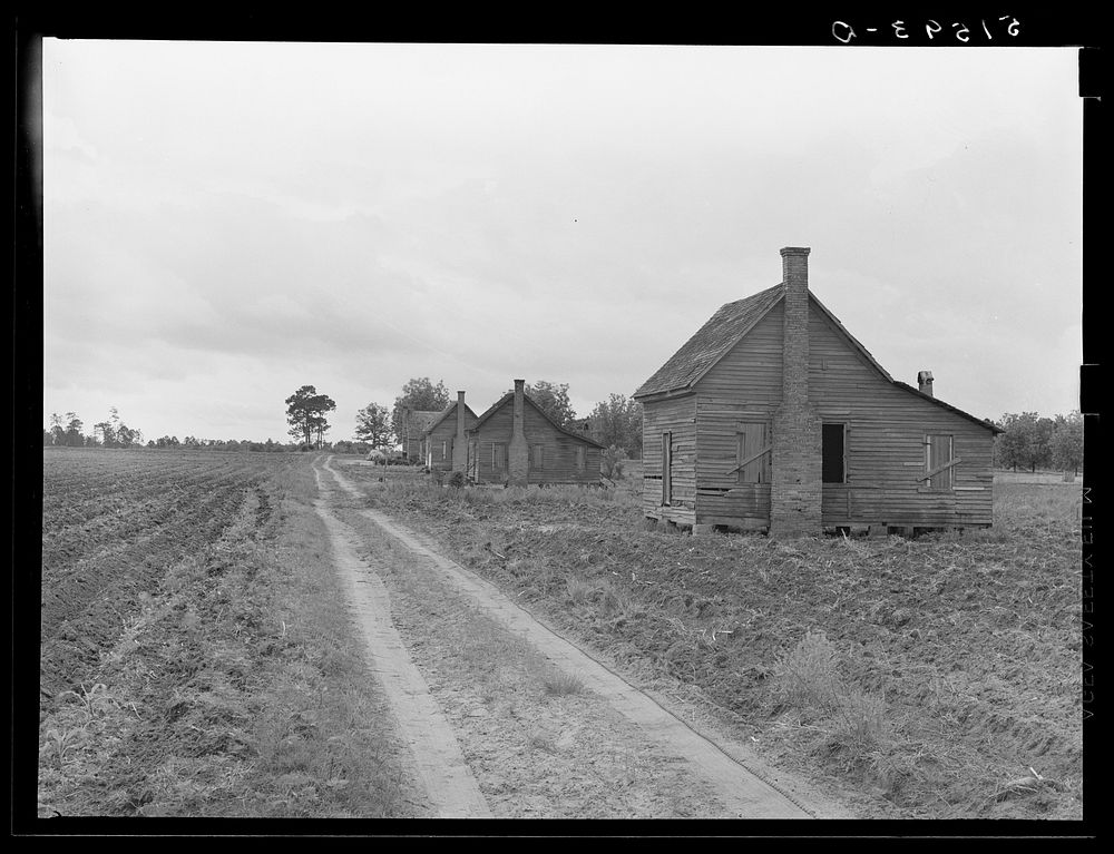 Part old plantation showing line | Free Photo - rawpixel