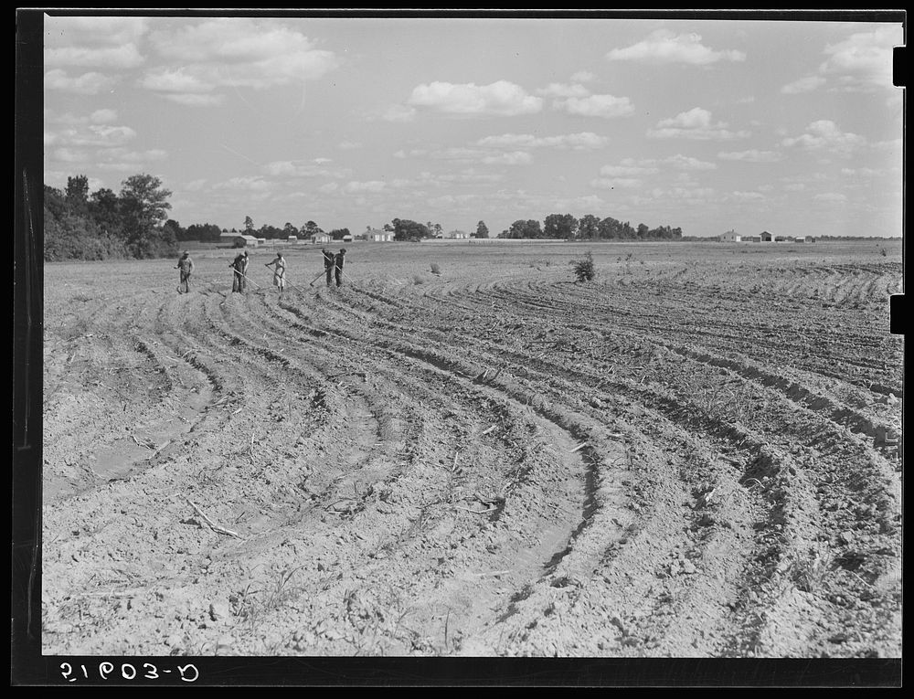 Lawrence Rodgers and his boys chopping cotton, with houses in background. Flint River Farms, Georgia. Sourced from the…