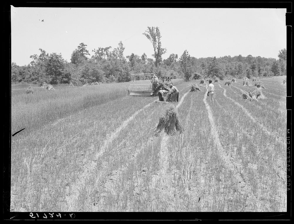 Lonny Smith harvesting his oats with binder belonging to Will Miller, also a project family. A.M. Fields, the farm…