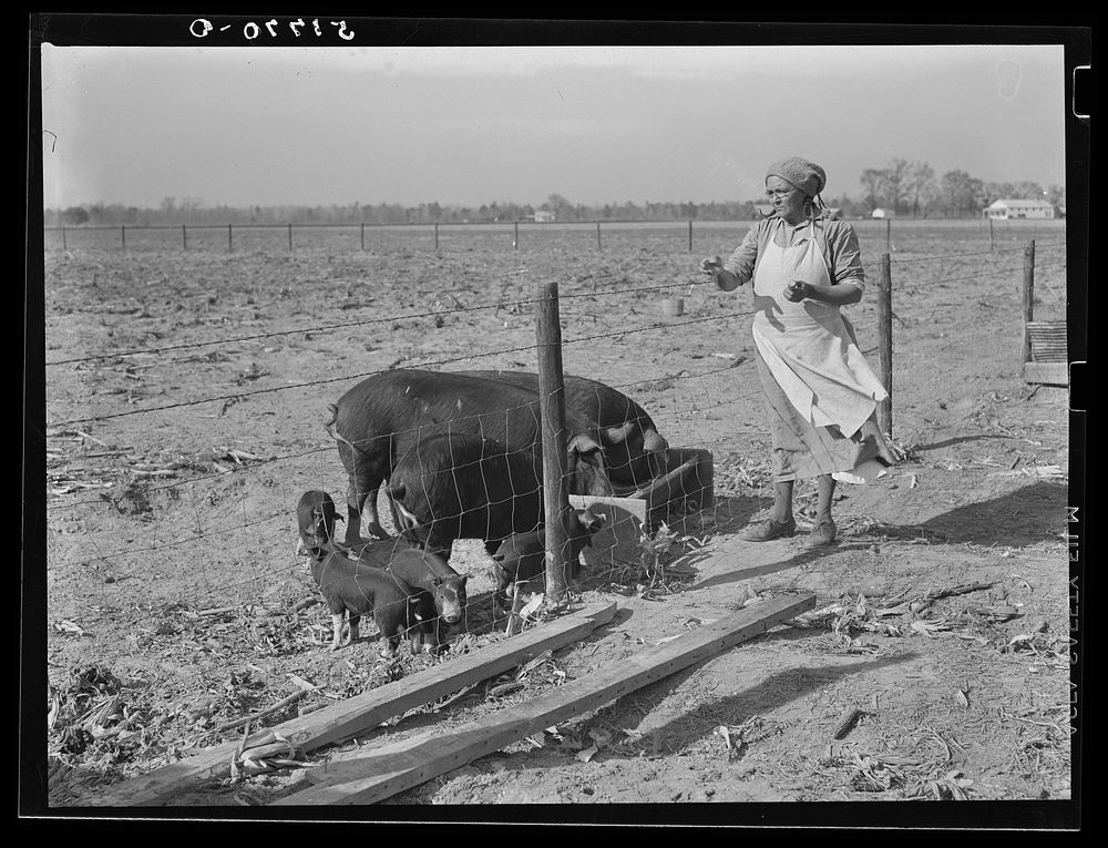 Mrs. Brown's sows and pigs. Prairie Farms, Alabama. Sourced from the Library of Congress.