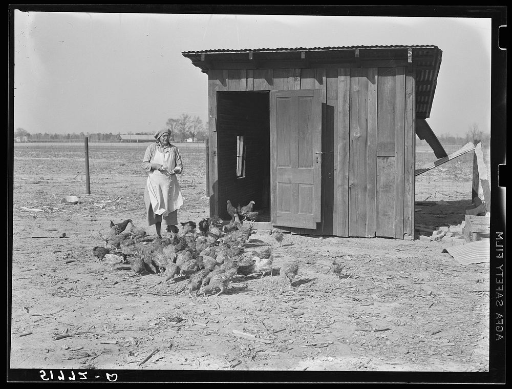 Mrs. Brown's poultry house and some of their chickens. Prairie Farms, Alabama. Sourced from the Library of Congress.