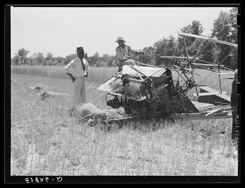 [Untitled photo, possibly related to: Harvesting Lonner Smith's oats with Will Miller's binder. Farm supervisor A.M. Fields…